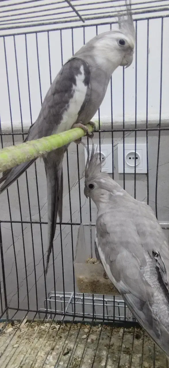 طوطی عروس هلندی مولد همه رنگ|پرنده|تالش, هشتپر|دیوار