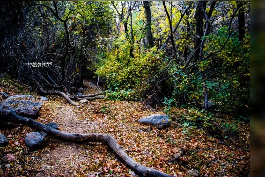 کارت و کارت سوخت گمشده|اشیا|یاسوج, |دیوار