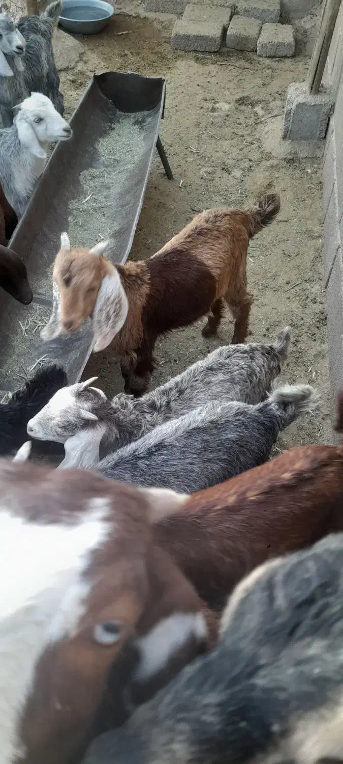 فروش کهره|حیوانات مزرعه|داراب, |دیوار