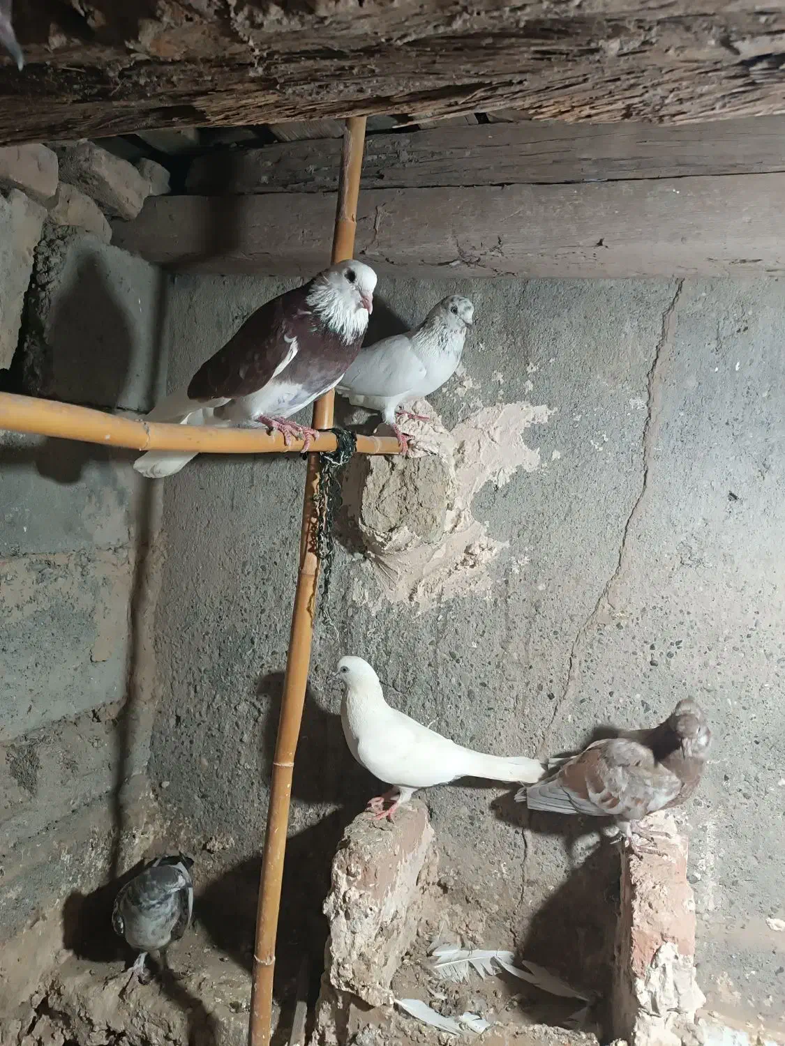 کبوتر|پرنده|میناب, |دیوار