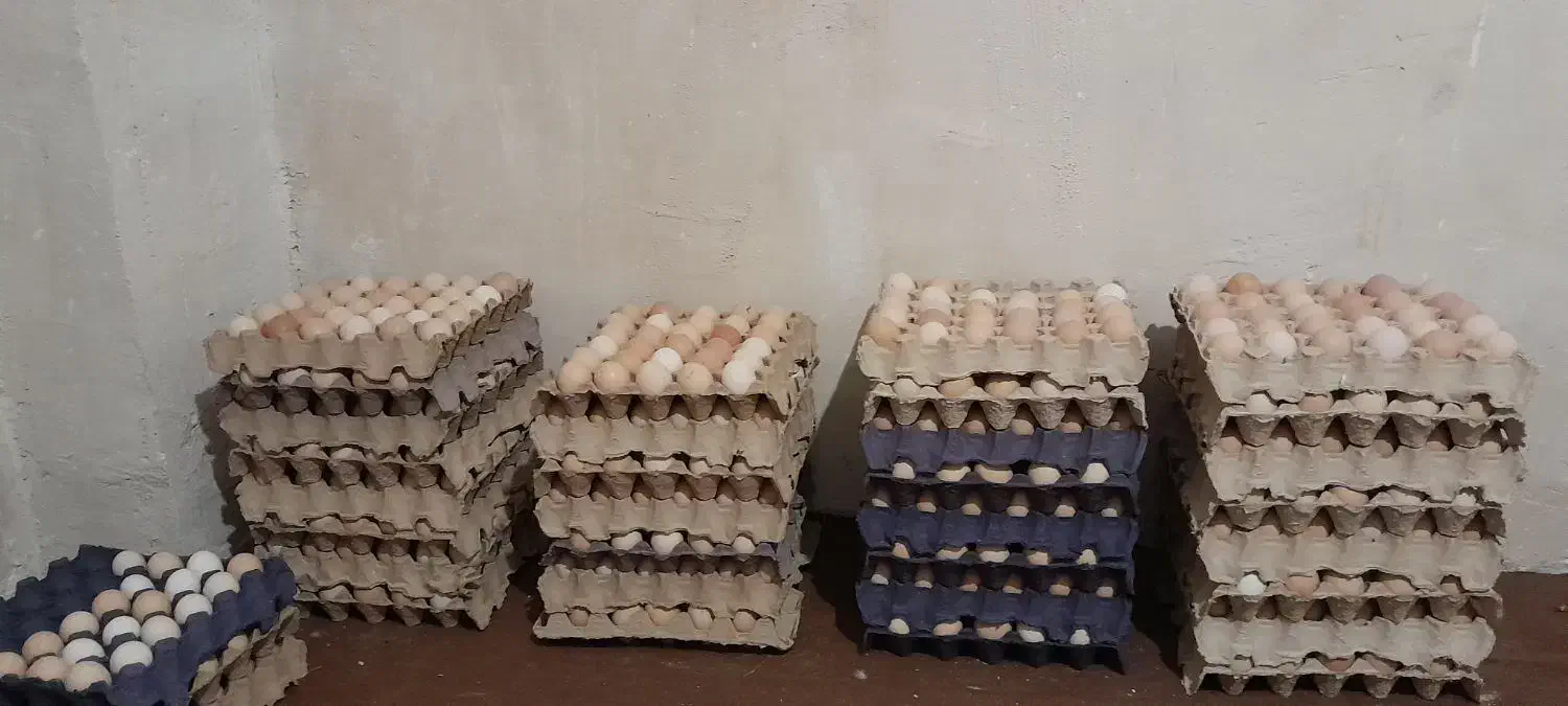 تخم مرغ محلی نطفه دار|حیوانات مزرعه|گرگان, |دیوار