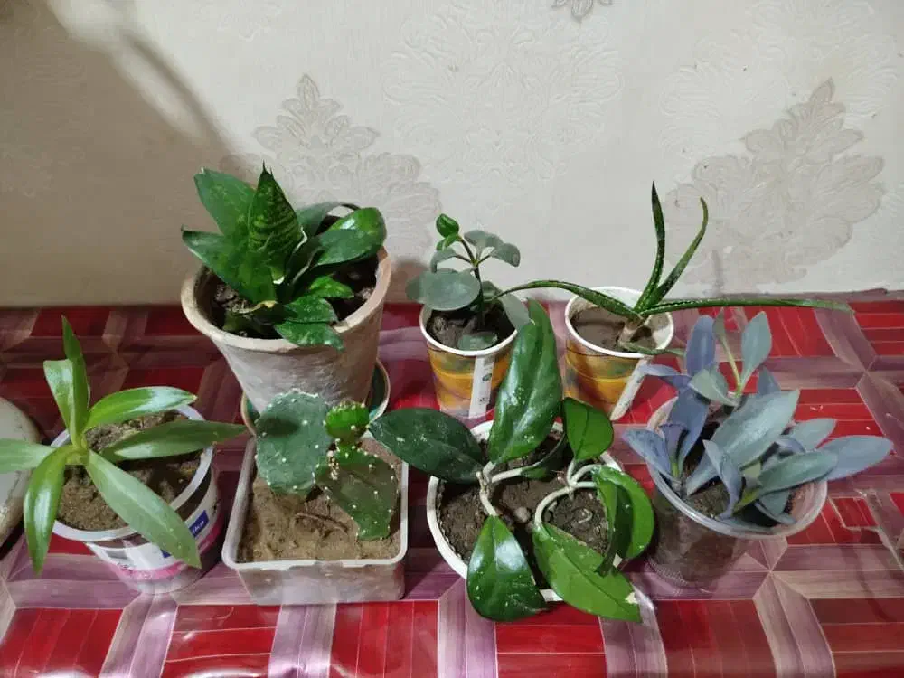 گل اپارتمانی|گل و گیاه طبیعی|تبریز, |دیوار