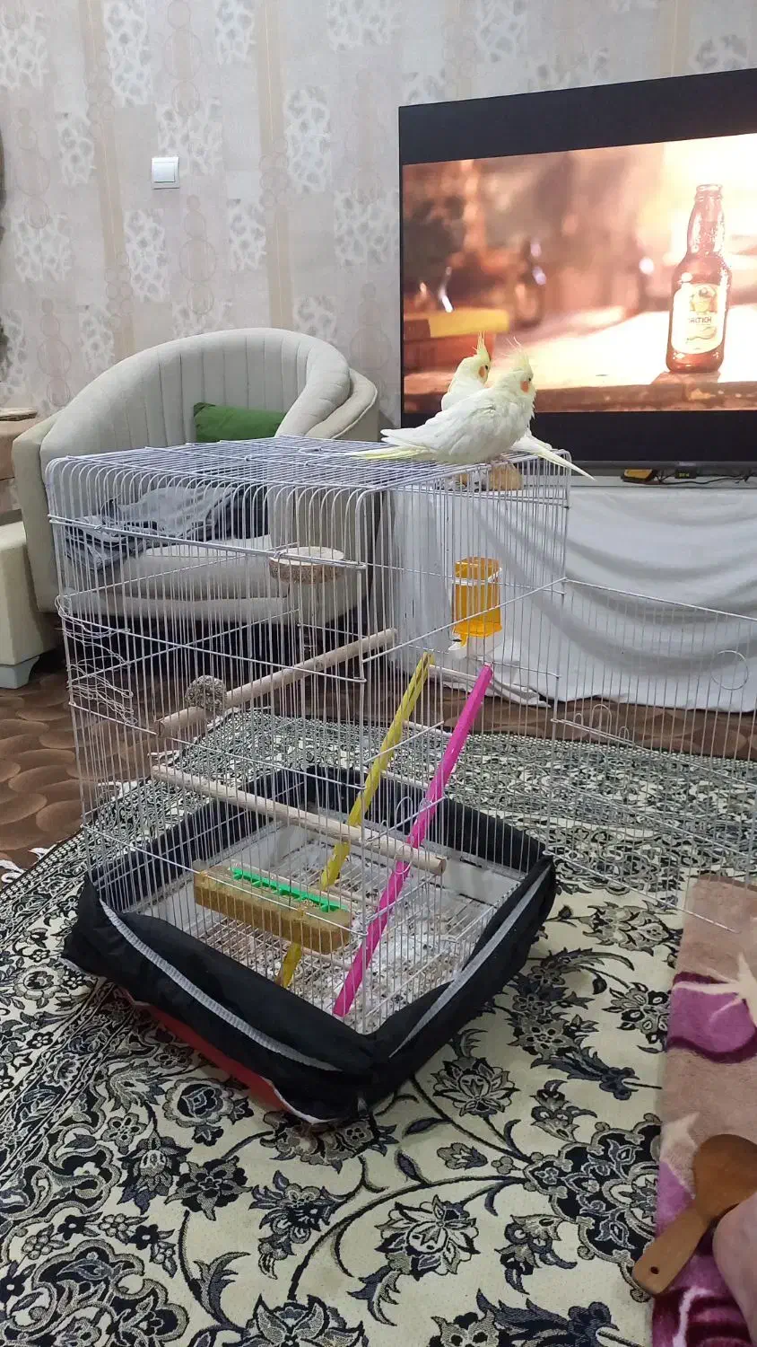 عروس هلندی|پرنده|تبریز, |دیوار