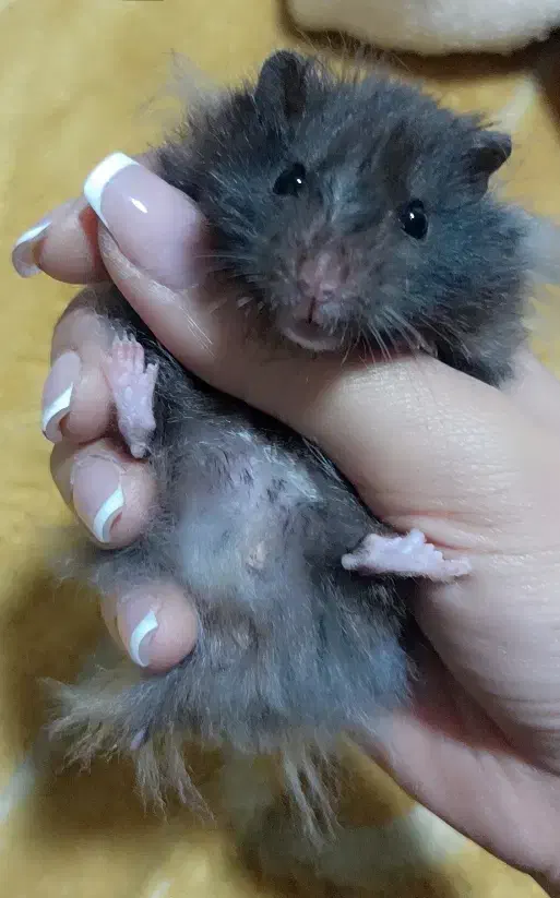 همستر|موش و خرگوش|یزد, |دیوار