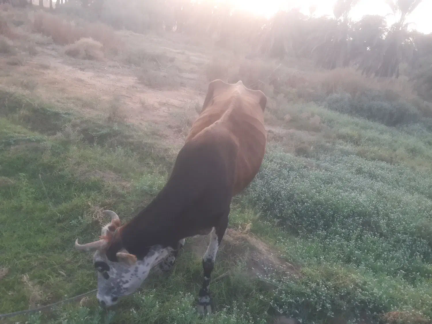 گاو مال داری|حیوانات مزرعه|پشتکوه (سیستان و بلوچستان), |دیوار