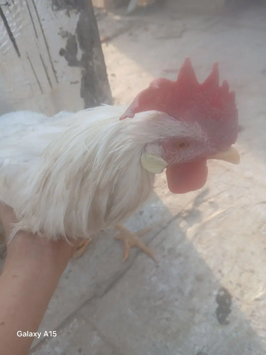 خروس، اردک|حیوانات مزرعه|صفادشت, |دیوار