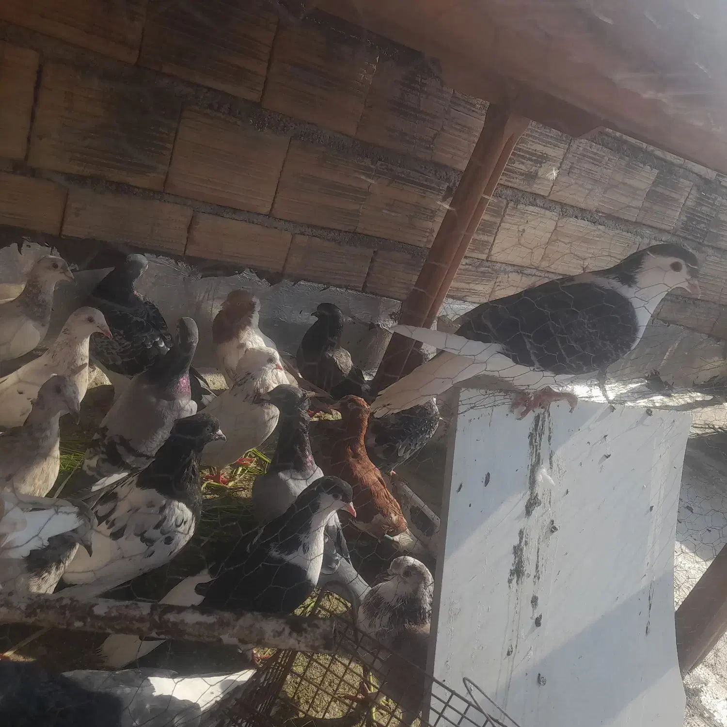 کبوتر رنگی همه مدل تکپر المانی|پرنده|دلند, |دیوار