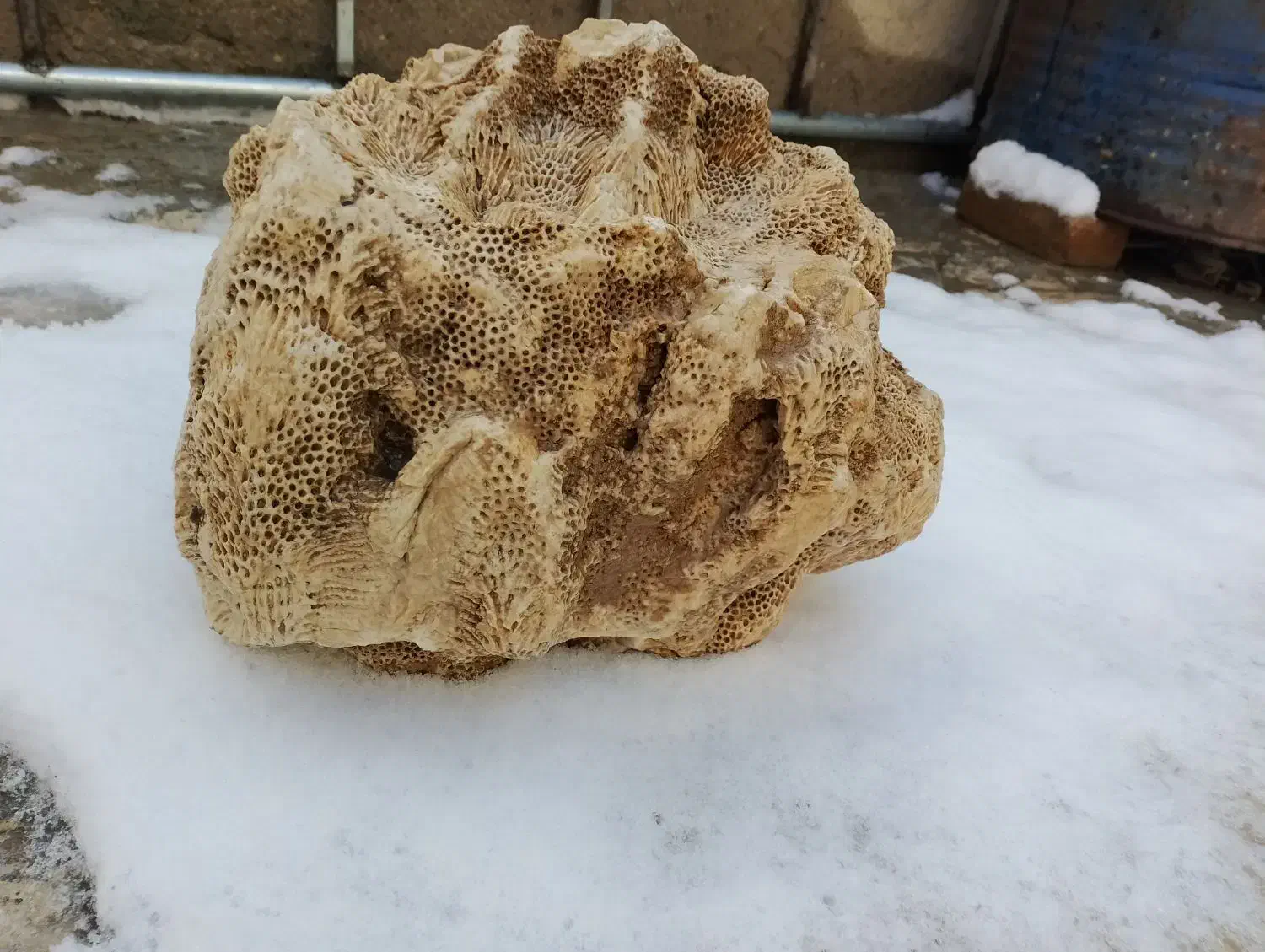 سنگ مرجان|کلکسیون اشیاء عتیقه|دهگلان, |دیوار