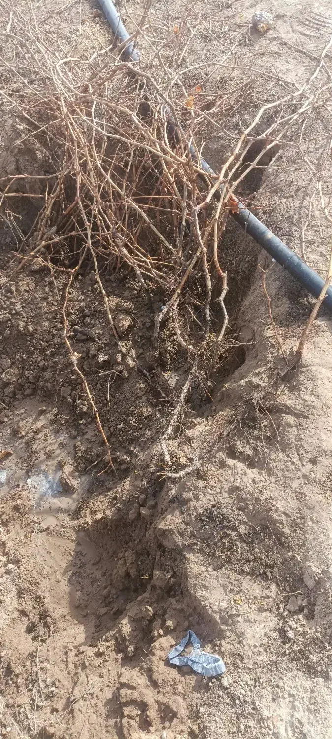 نهال انگور زرد بدون هسته ۴ ساله|عمده‌فروشی|قوچان, |دیوار