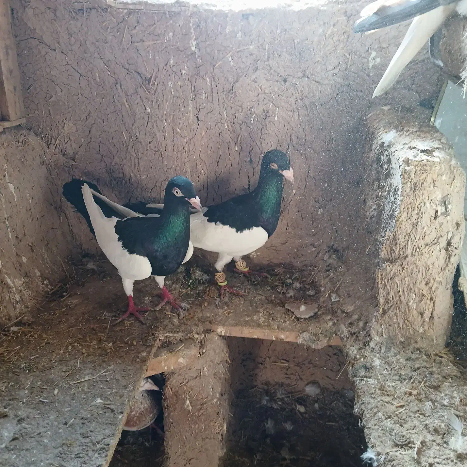 کبوتررنگی فروشی|پرنده|دشتابی, |دیوار