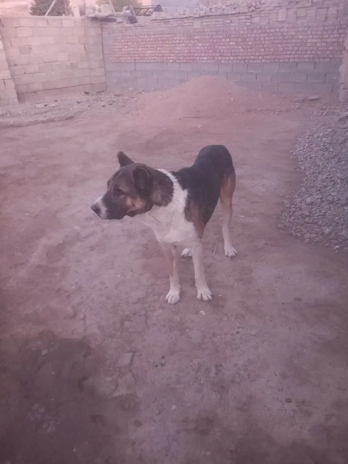 سگ سرابی نر|سگ|میاندوآب, |دیوار