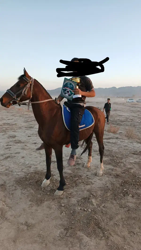 اسب نریان کورسی|اسب و تجهیزات اسبسواری|جیرفت, |دیوار