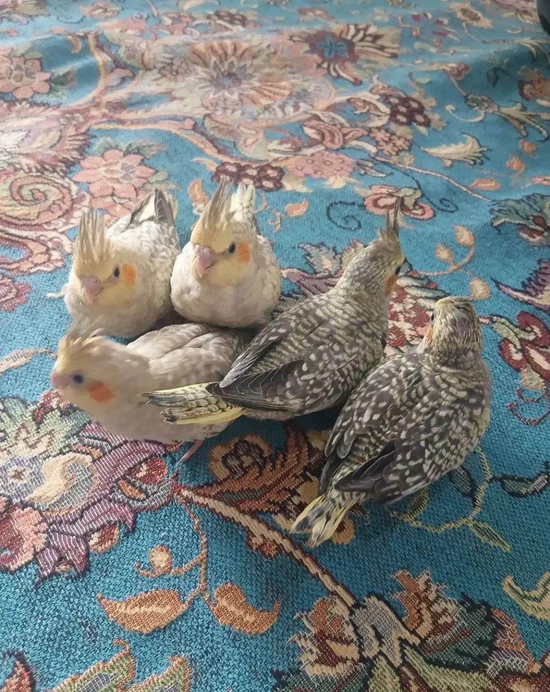 عروس هلندی سرلاکی و تازه دون خور آلبینو لوتینو...|پرنده|قم, نوبهار|دیوار