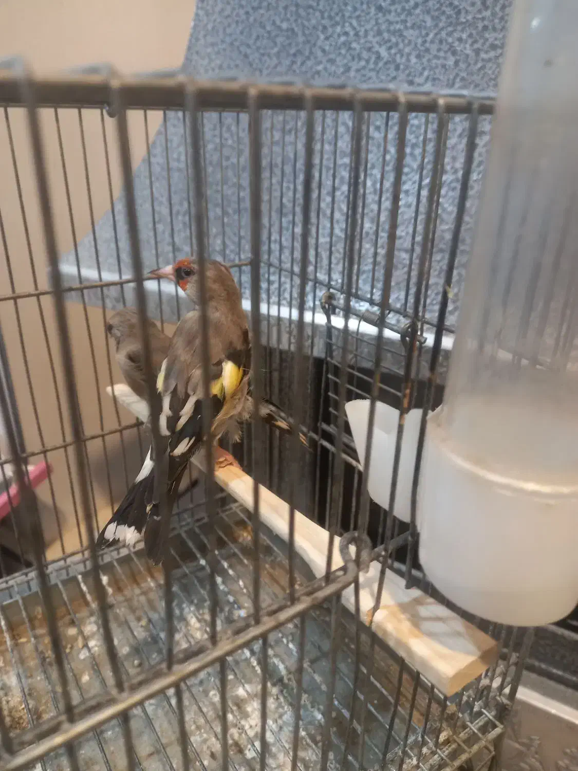 سهره‌نر‌|پرنده|سیرجان, |دیوار