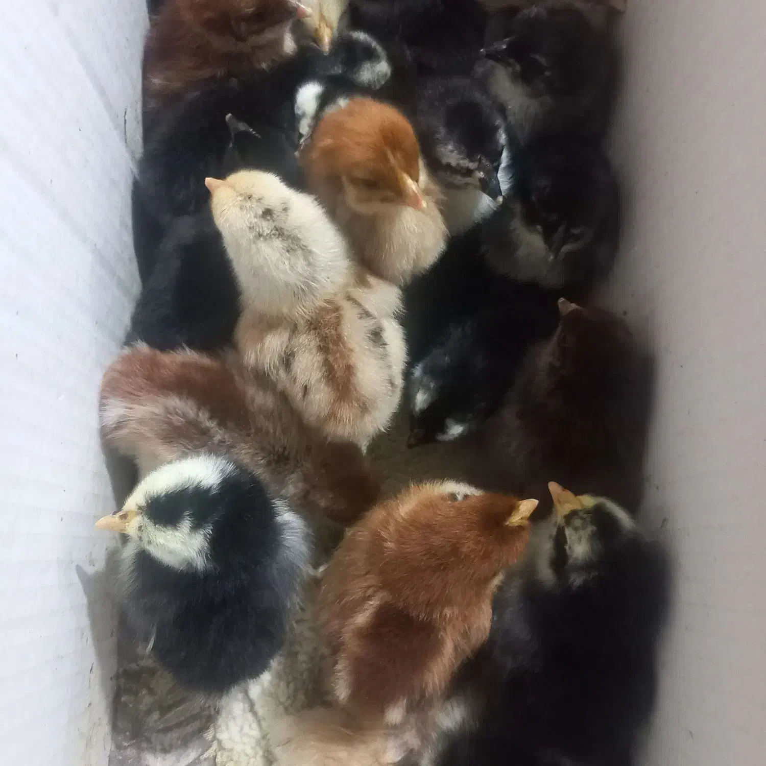 جوجه مرغ|حیوانات مزرعه|گلوگاه بابل (گلیا), |دیوار