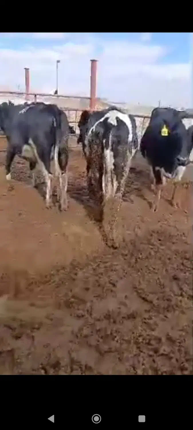 گاو فروشی شیر بالا|حیوانات مزرعه|اشترینان, |دیوار