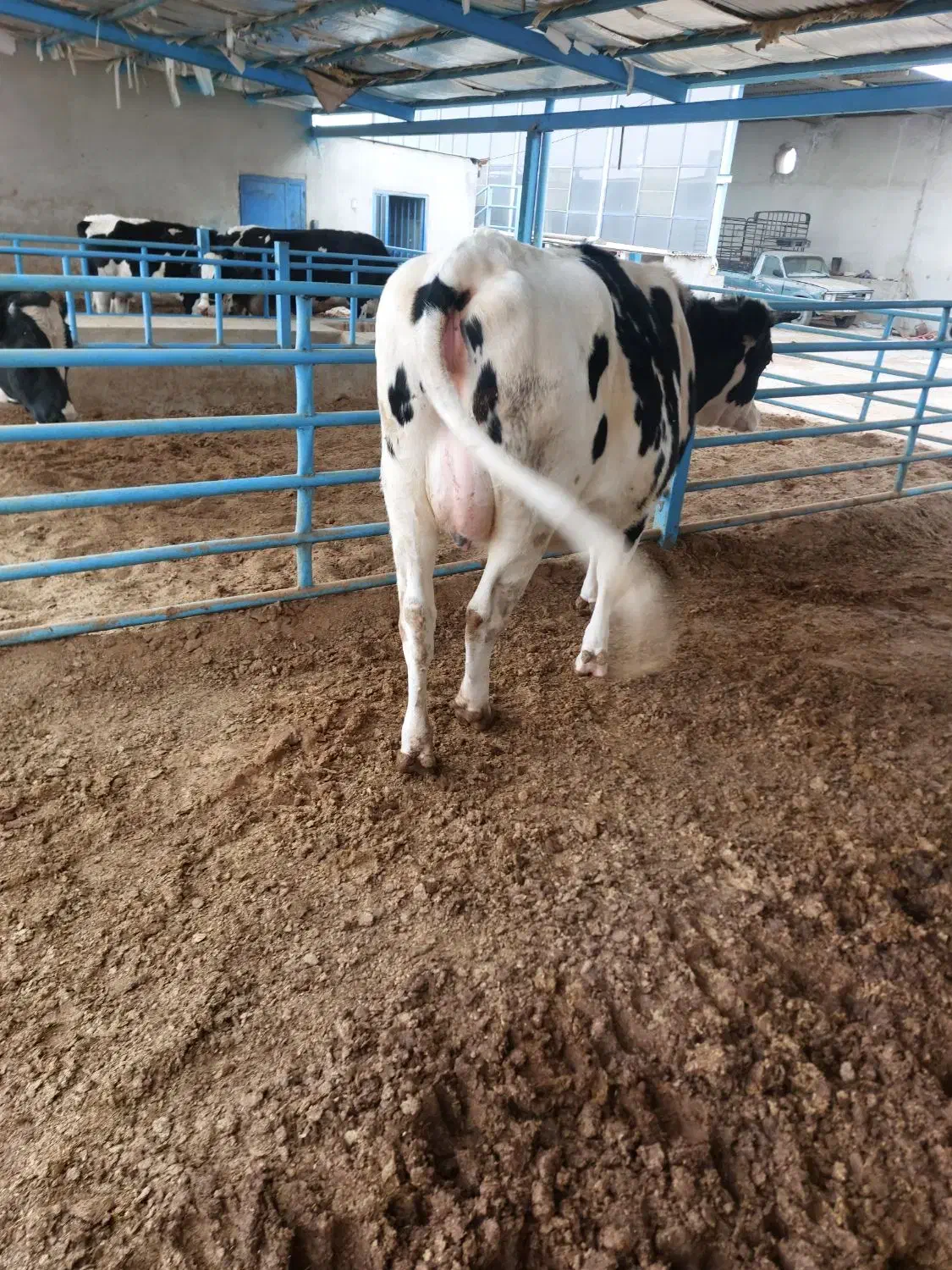 تلیسه آبستن|حیوانات مزرعه|لنجان, |دیوار