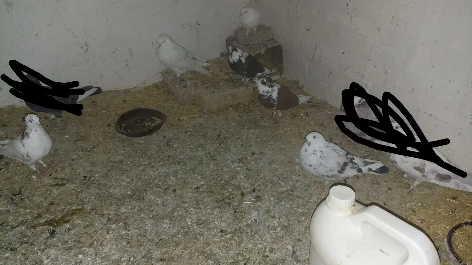 کفتر.کبوتر|پرنده|ساروق, |دیوار