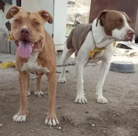 سگ پیتبول و امریکن بولی|سگ|تبریز, |دیوار