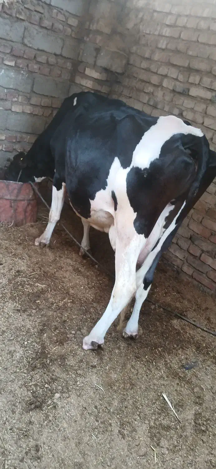 گاوشیری باگوساله نر خارجی|حیوانات مزرعه|زابل, |دیوار