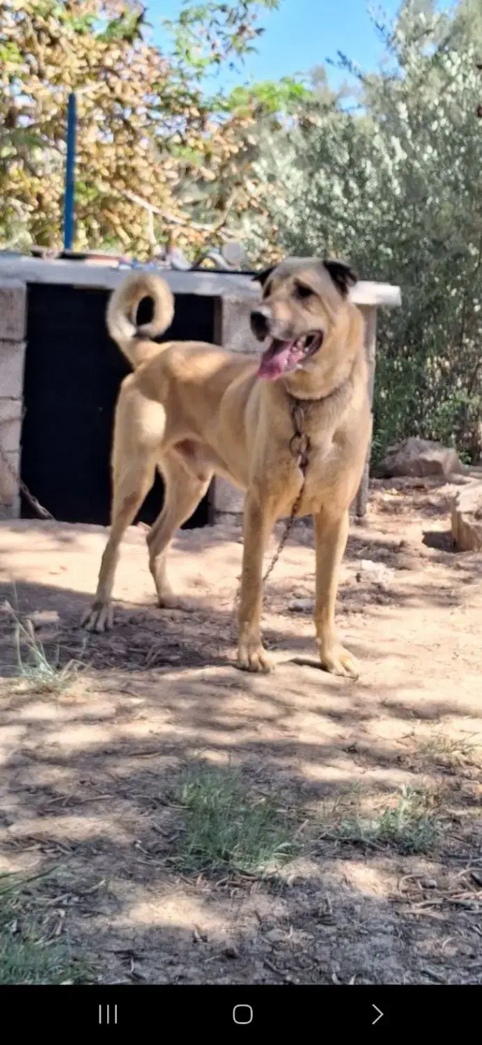 سگ عراقی|سگ|چورزق, |دیوار