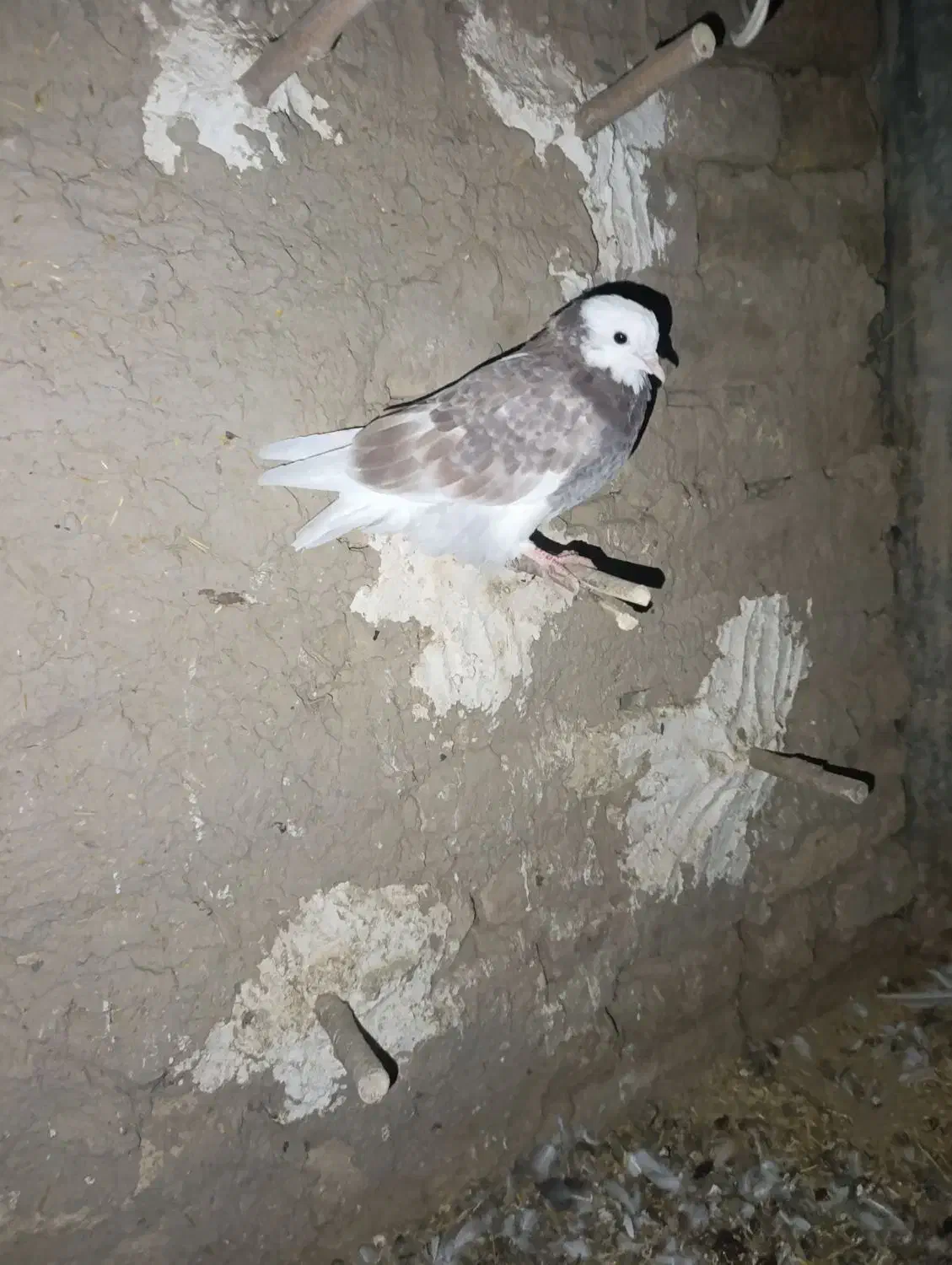 کبوتر|پرنده|جوادآباد, |دیوار