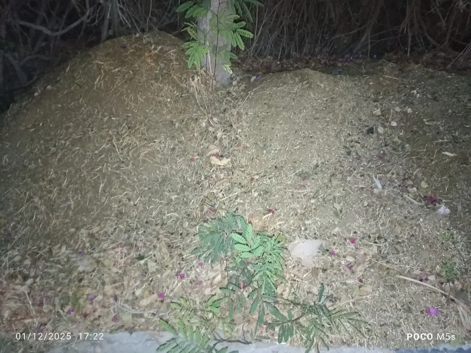 کود حیوانی|گل و گیاه طبیعی|جم, |دیوار