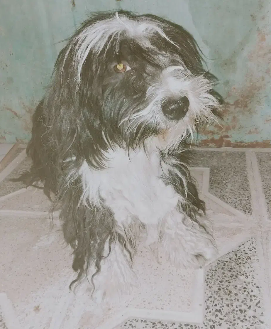 گمشده|حیوانات|اردکان, |دیوار