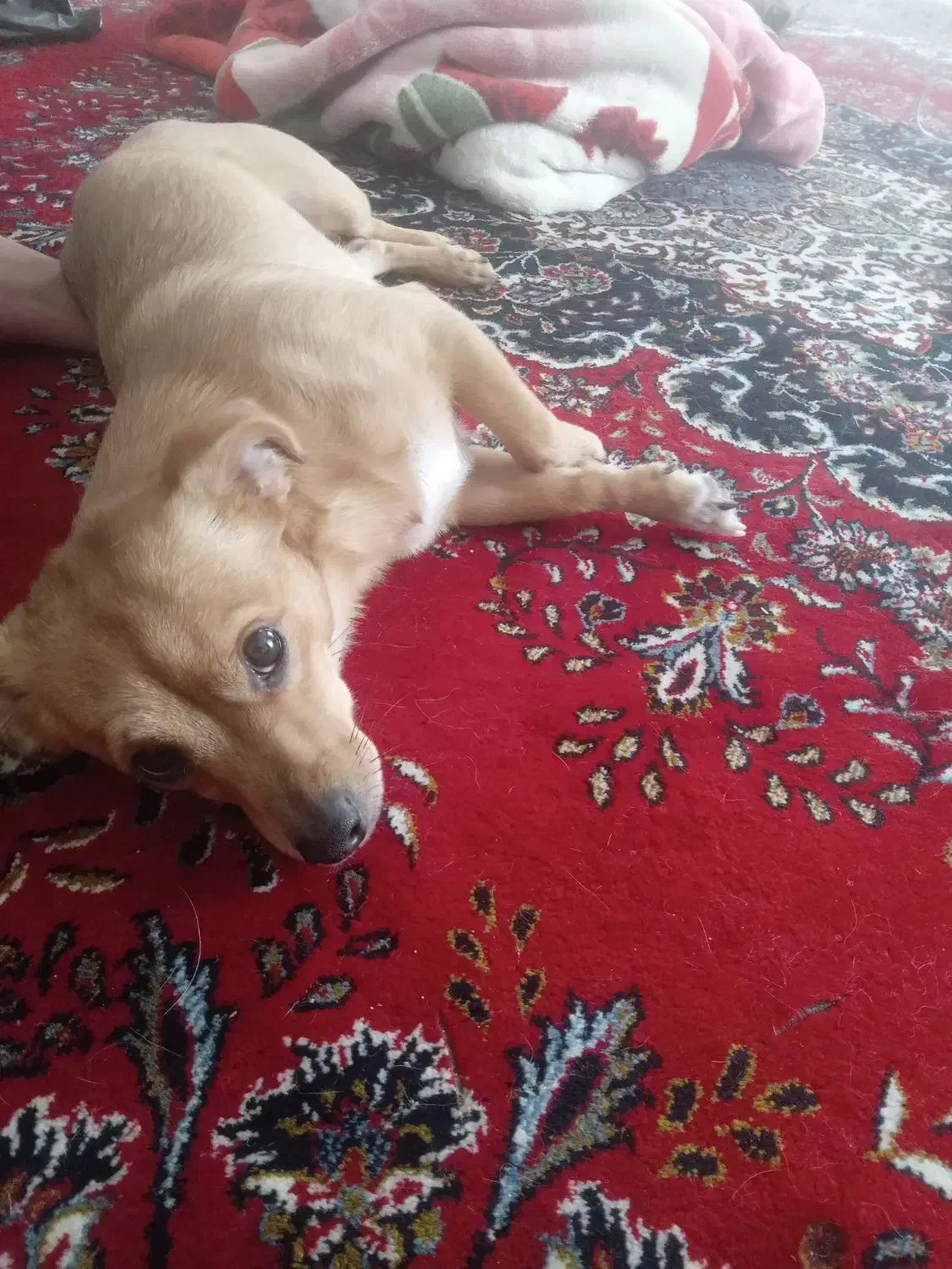 فروشی|سگ|مهدی شهر, |دیوار