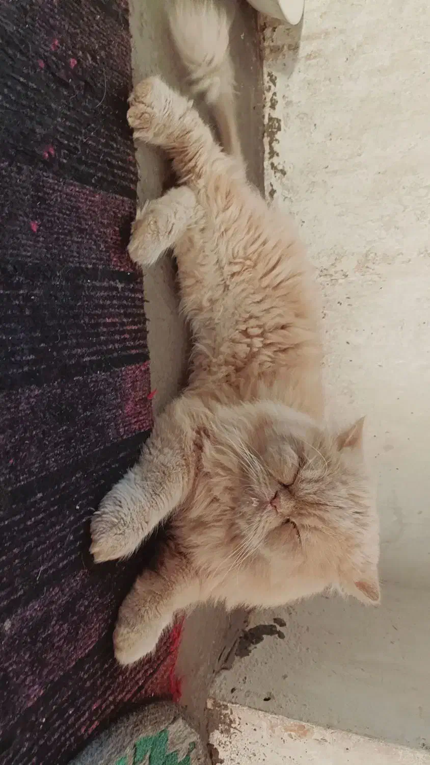 گربه پرشین نر|گربه|اسفراین, |دیوار