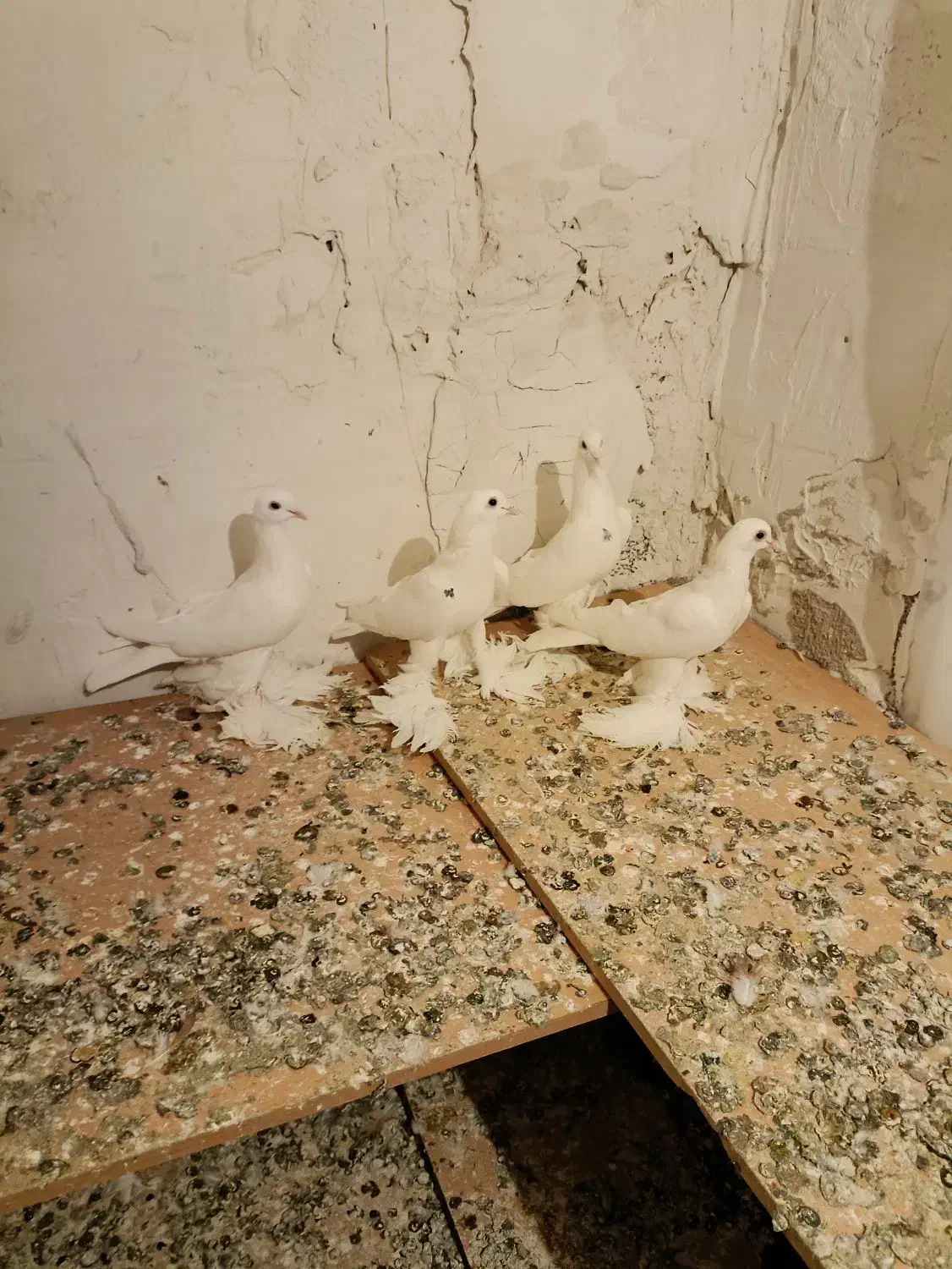 کفتر پا پر|پرنده|تبریز, |دیوار