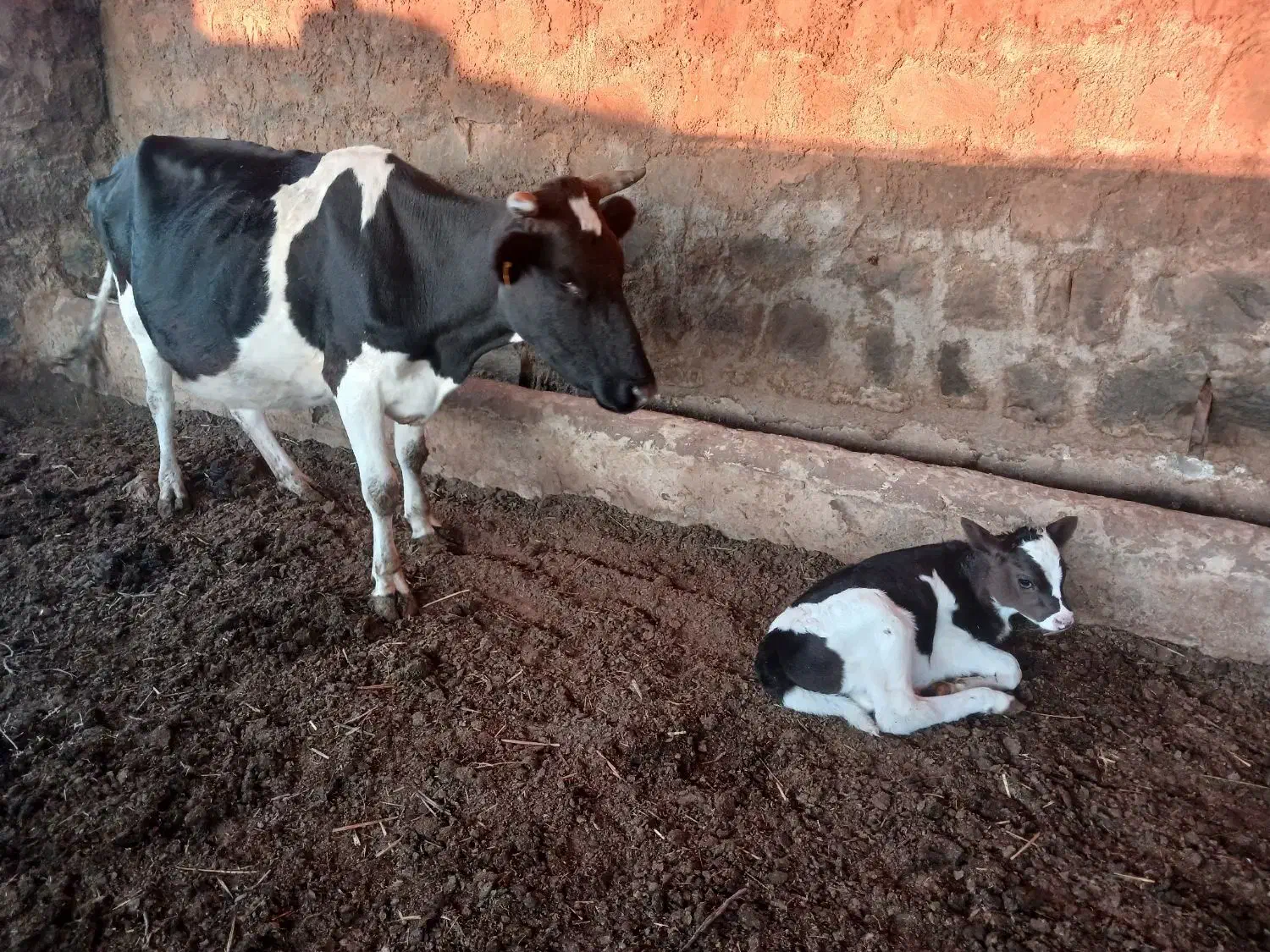 فروش گاو|حیوانات مزرعه|بیله سوار, |دیوار