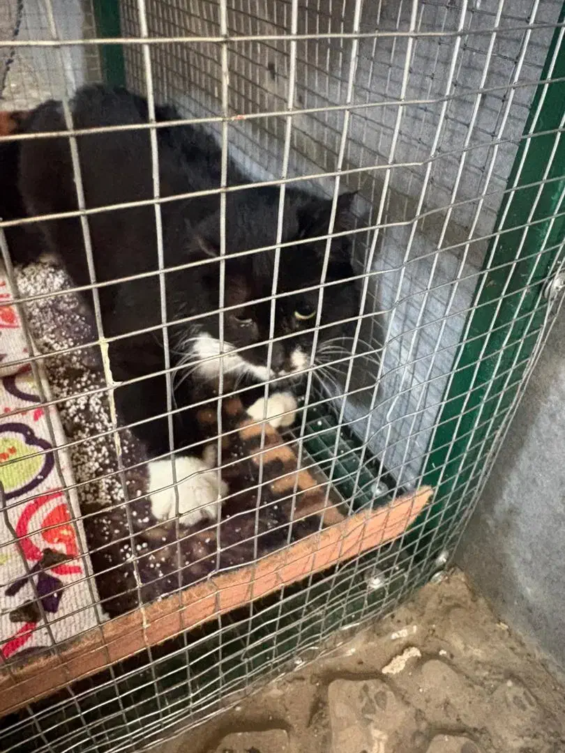 واگذاری گربه رایگان . سالم و واکسینه|گربه|اصفهان, سروستان|دیوار