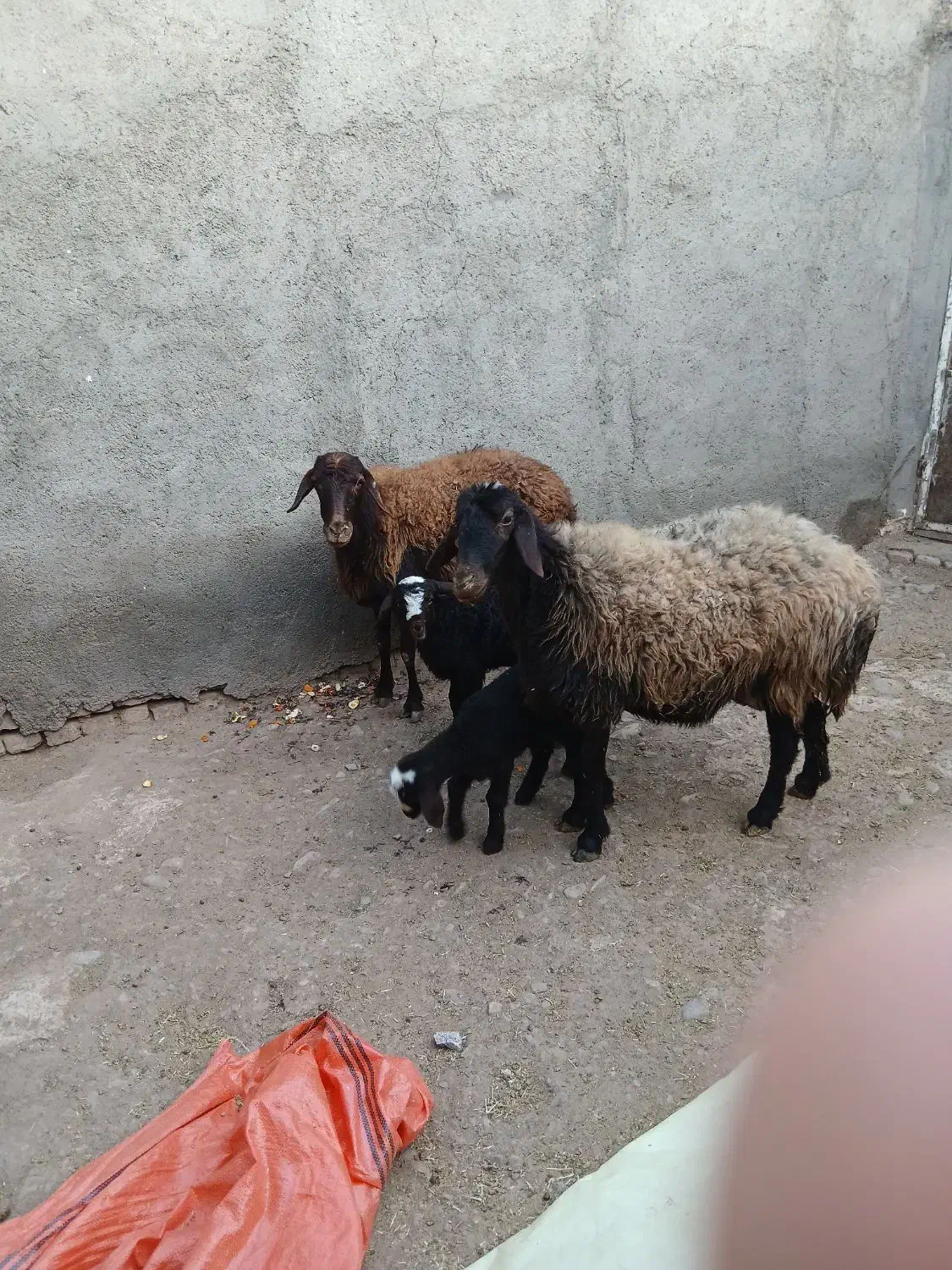 میش و بره دوعدد|حیوانات مزرعه|تربتحیدریه, بالا ولایت|دیوار