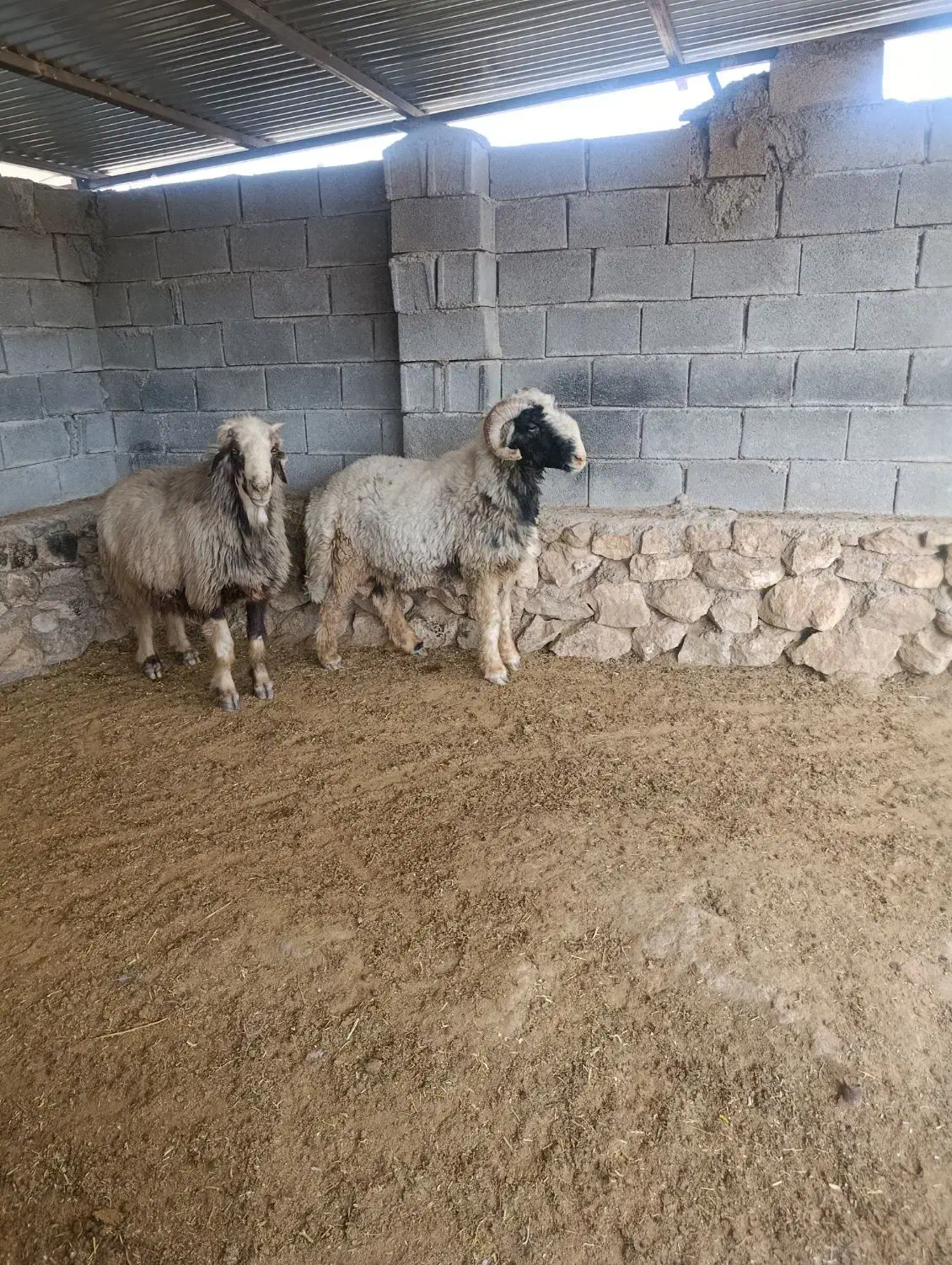 قوچ داشتی|حیوانات مزرعه|جره و بالاده, |دیوار