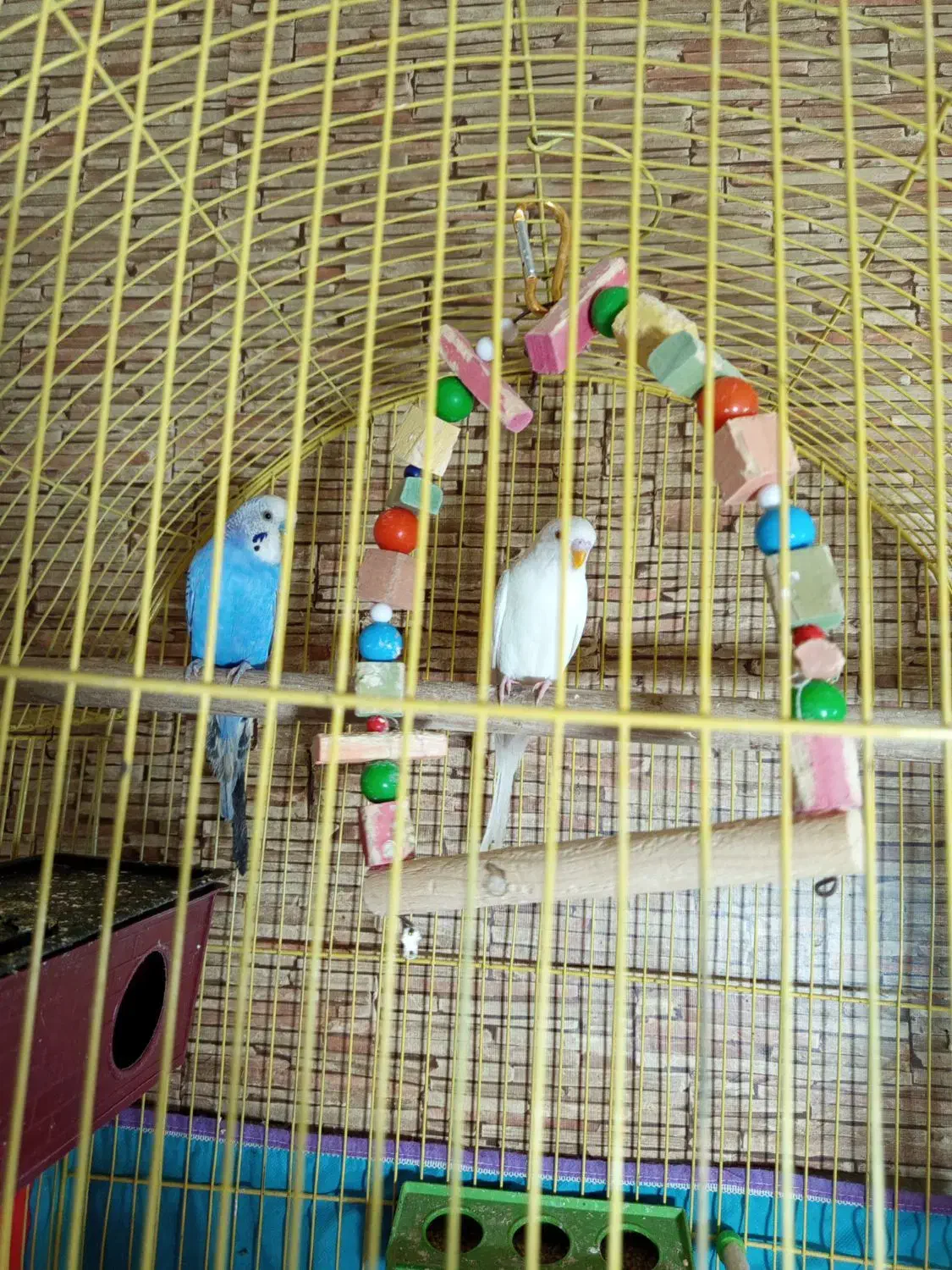 مرغ عشق و فنچ|پرنده|تبریز, |دیوار