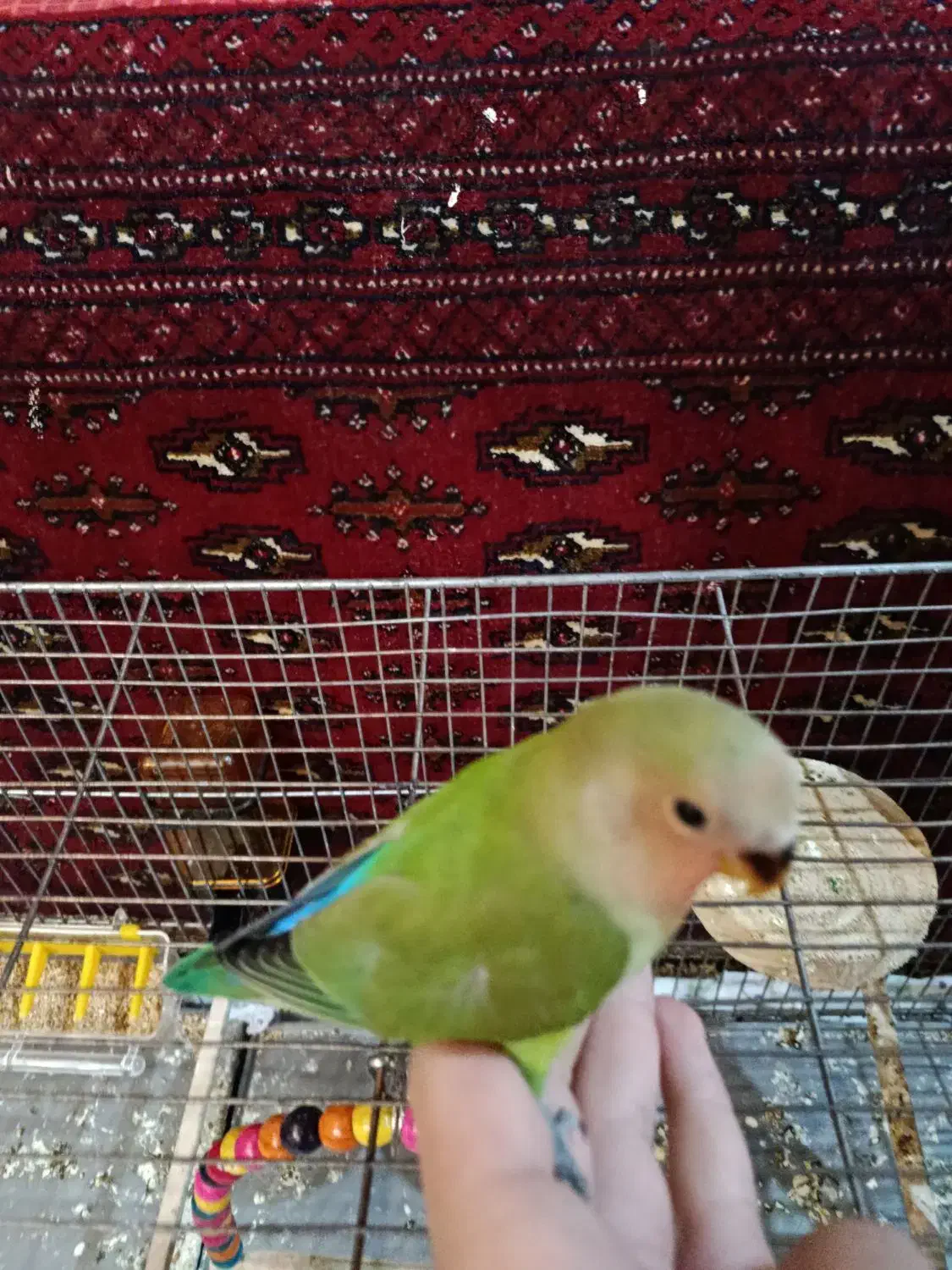 دو عدد کوتوله تازه دون خور شده|پرنده|شهرکرد, |دیوار