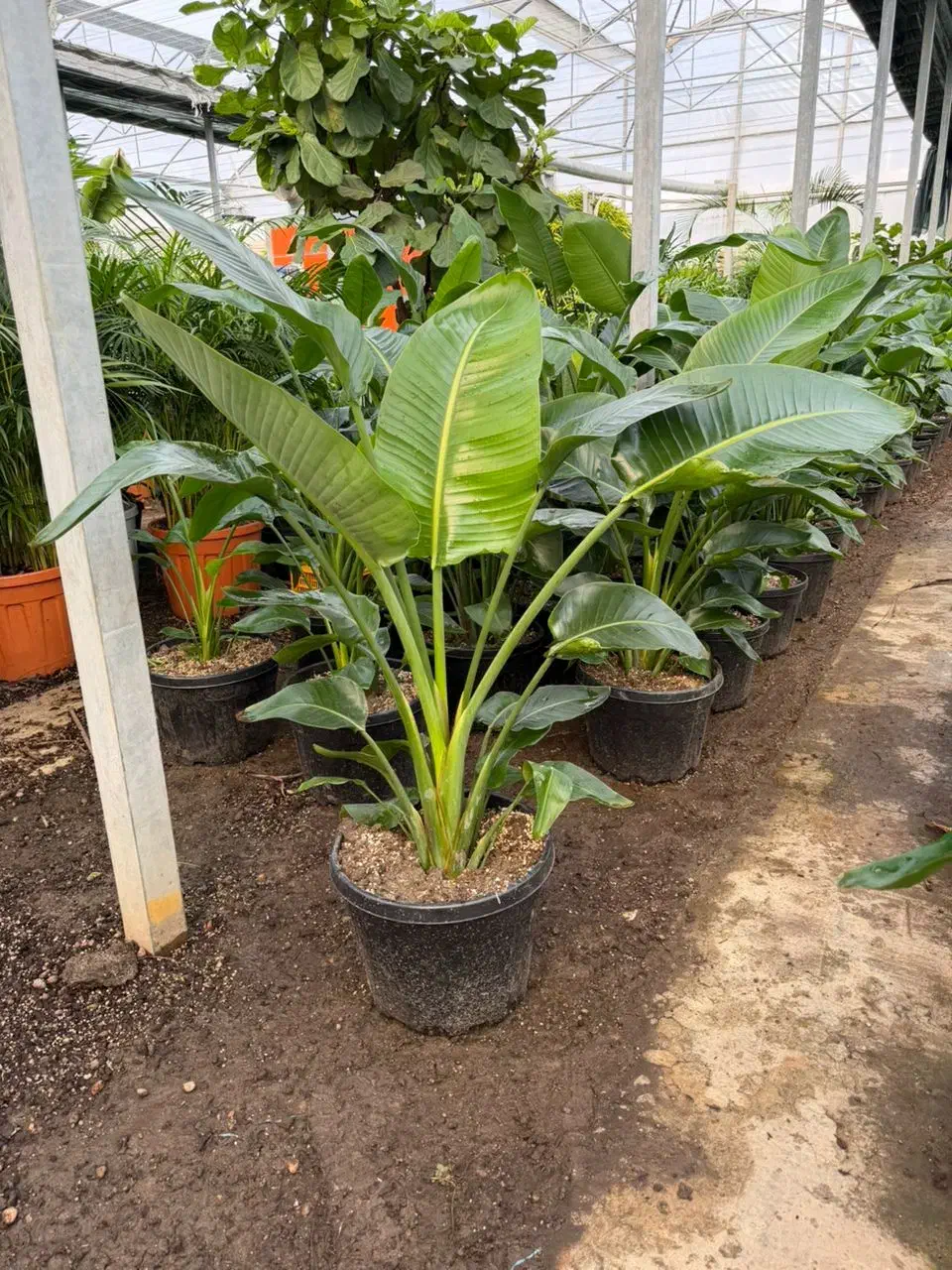 کار در گلخانه|خدمات باغبانی و درختکاری|نشتارود, |دیوار