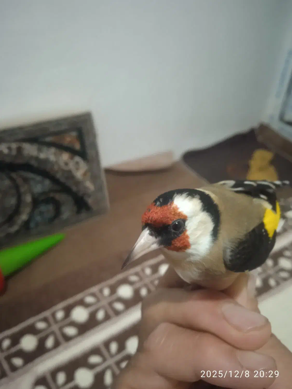 سهره فروشی نر|پرنده|تکاب, |دیوار