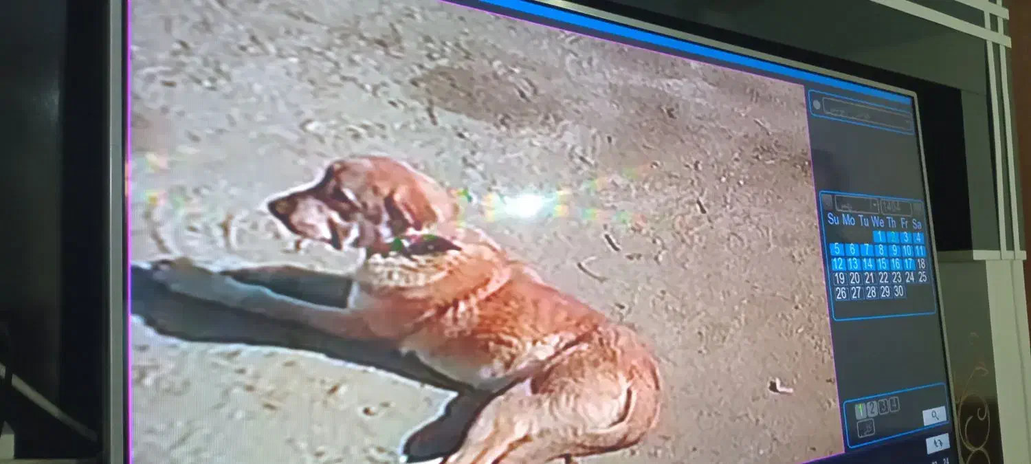 سگ گمشده بامژدگانی|حیوانات|اسدآباد, |دیوار