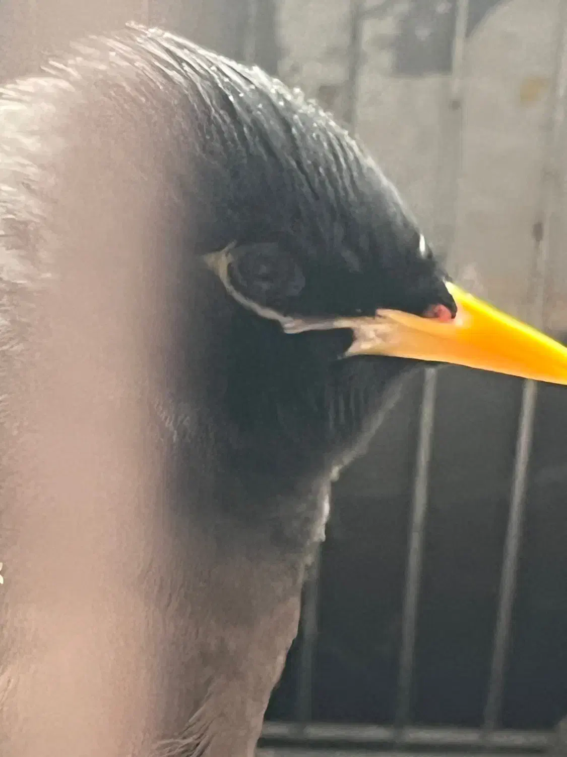 مرغ مینا|پرنده|فیروزآباد (فارس), |دیوار