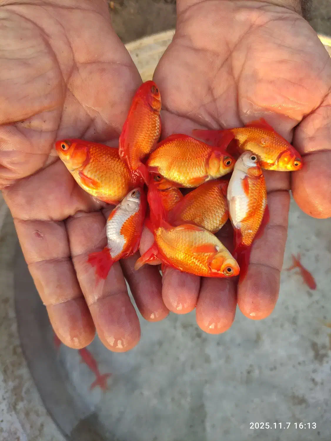 عرضه انواع بچه ماهی|ماهی|شوشتر, |دیوار