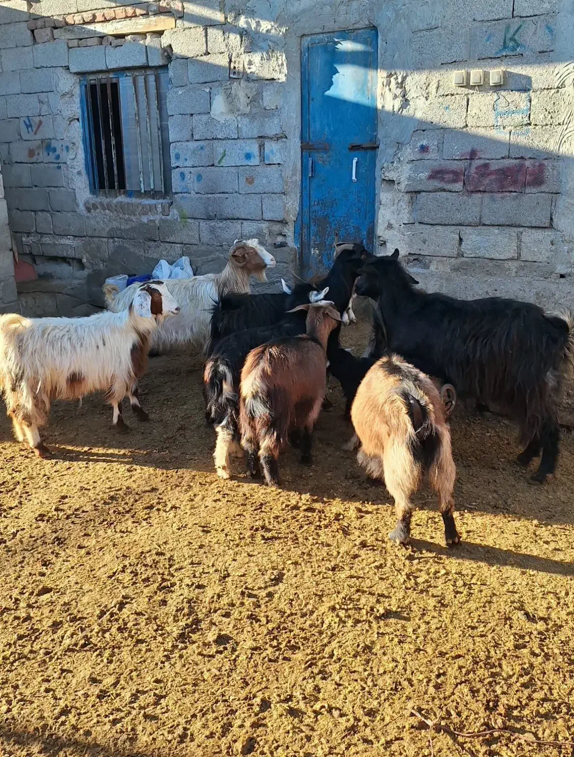 10 عدد بز آبستن و بچه دار|حیوانات مزرعه|اردبیل, |دیوار