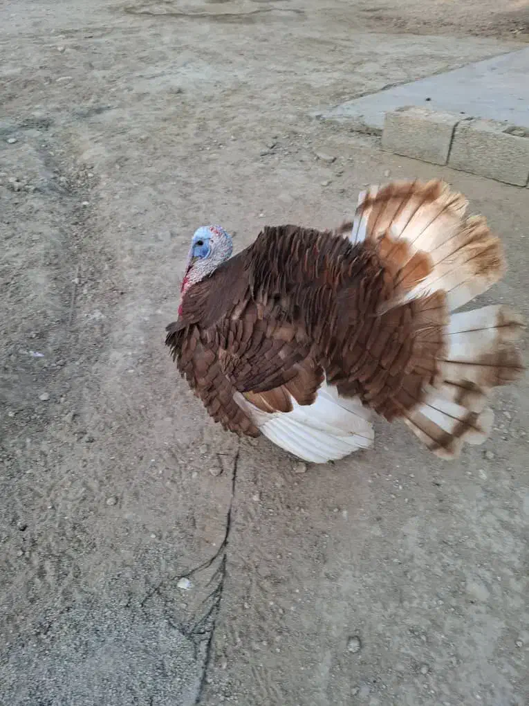 فروش بوقلمون نر|حیوانات مزرعه|خورموج, |دیوار