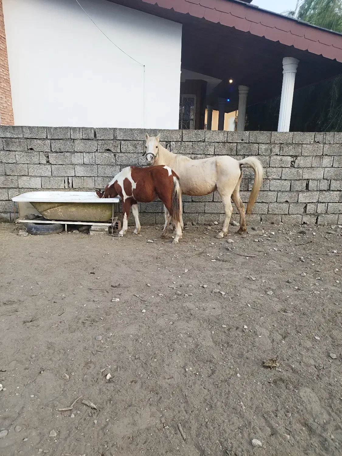 مادیان و کره پونی|اسب و تجهیزات اسبسواری|سلمانشهر, |دیوار