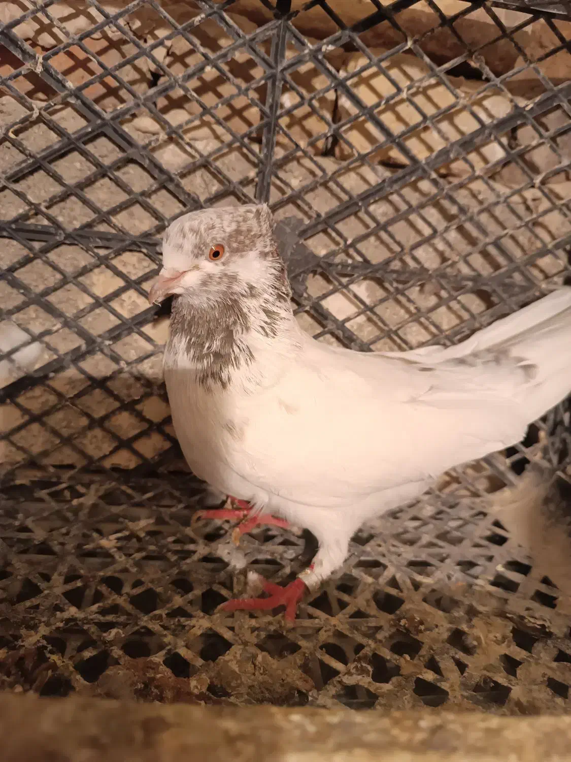 کفتزا تهران پرشی|پرنده|قرچک, قشلاق جیتو|دیوار