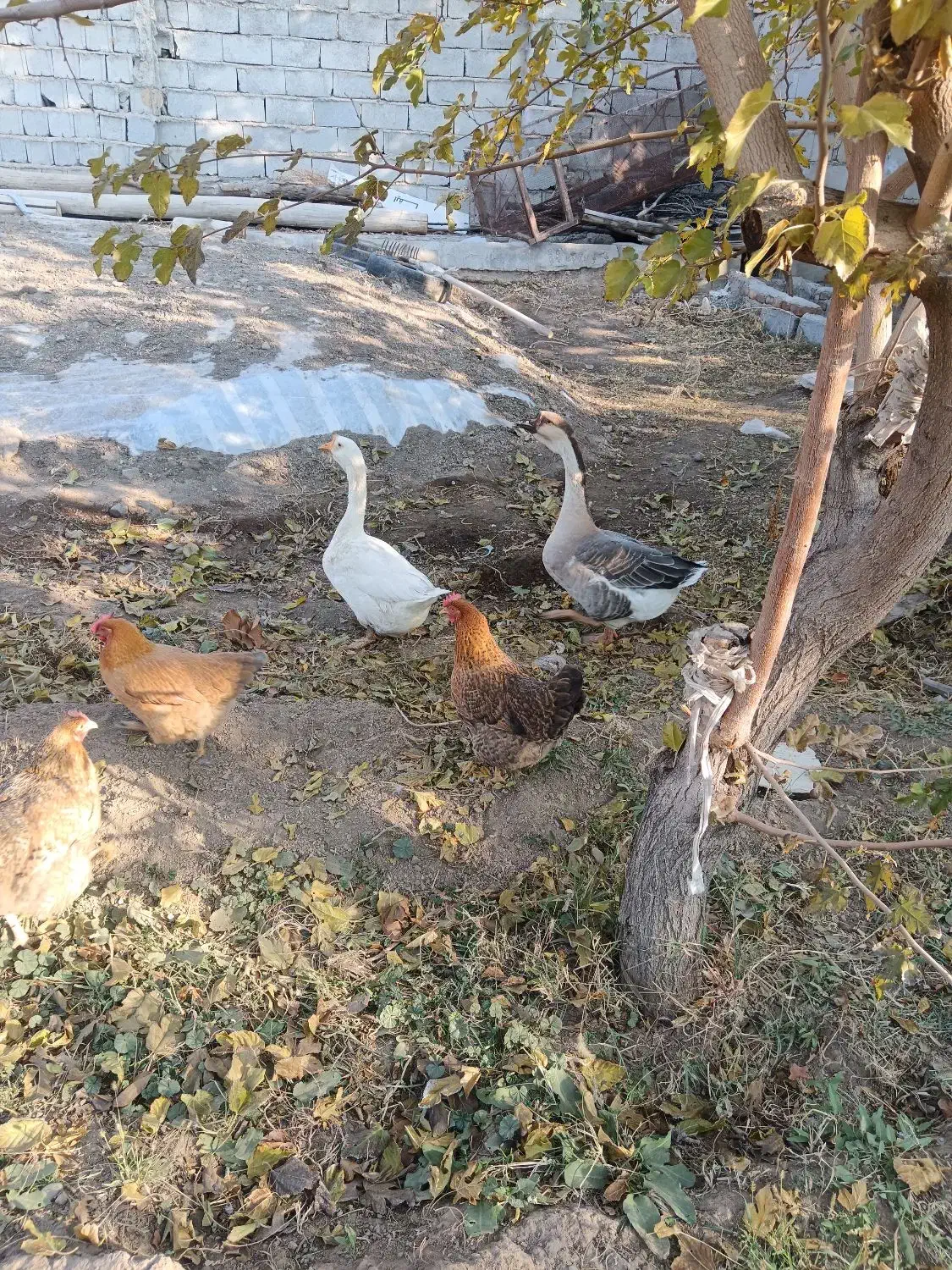 قوقاز|حیوانات مزرعه|تسوج, |دیوار