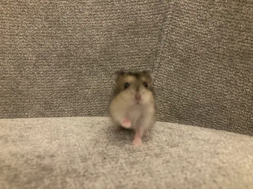 همستر کمپل|موش و خرگوش|کرج, کوی زنبق|دیوار