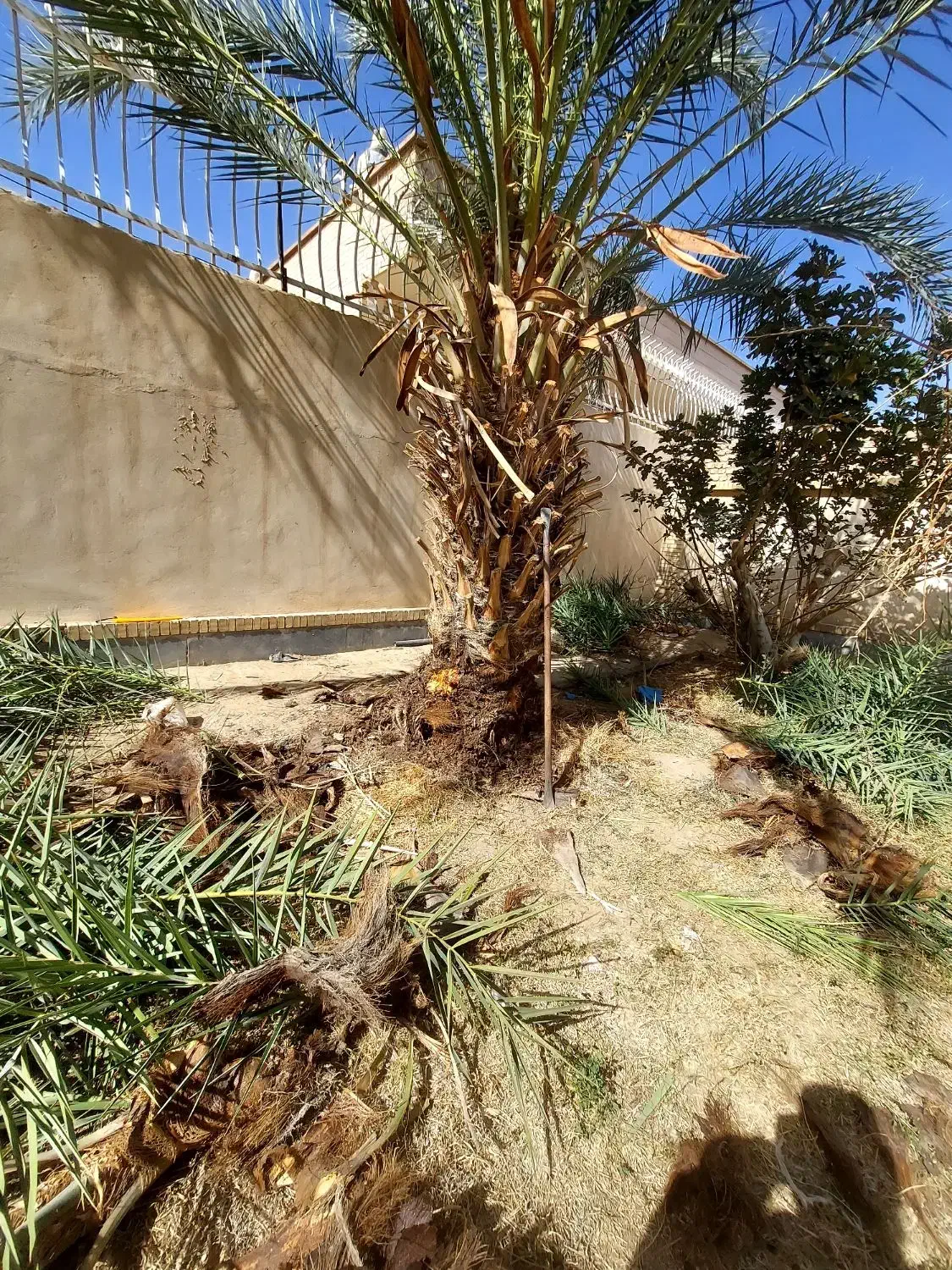 کار درخت خرما|خدمات باغبانی و درختکاری|سراوان, |دیوار