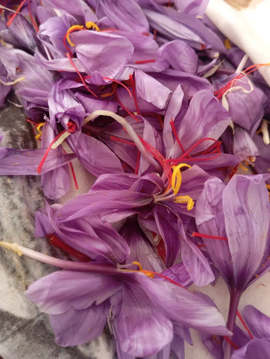 گل زعفران هر روزه|گل و گیاه طبیعی|سرایان, |دیوار